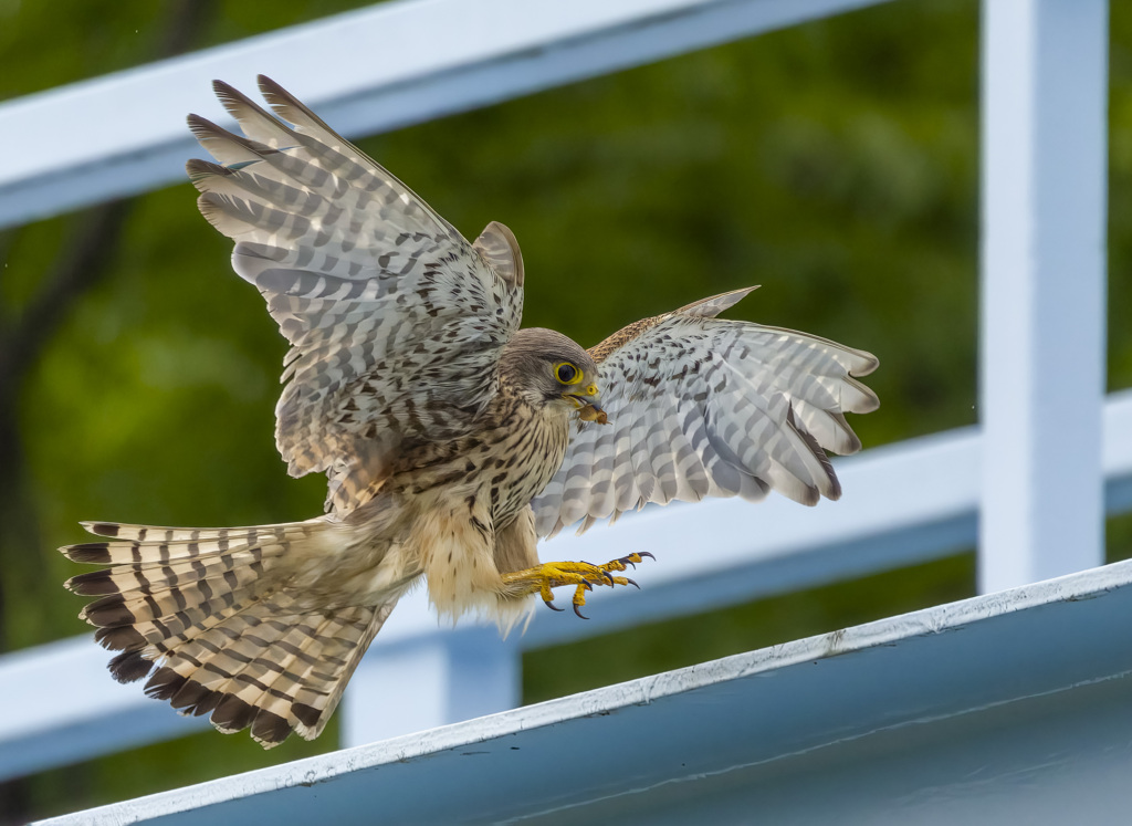 チョウゲンボウ