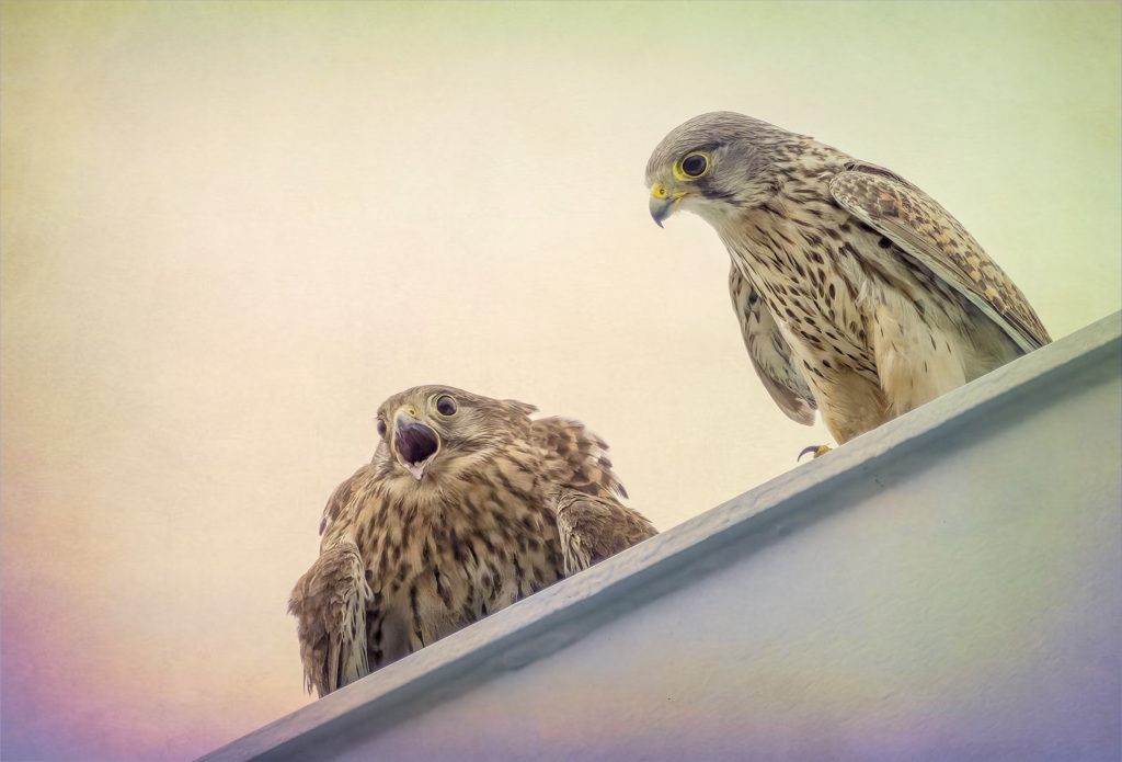 チョウゲンボウ