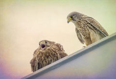 チョウゲンボウ