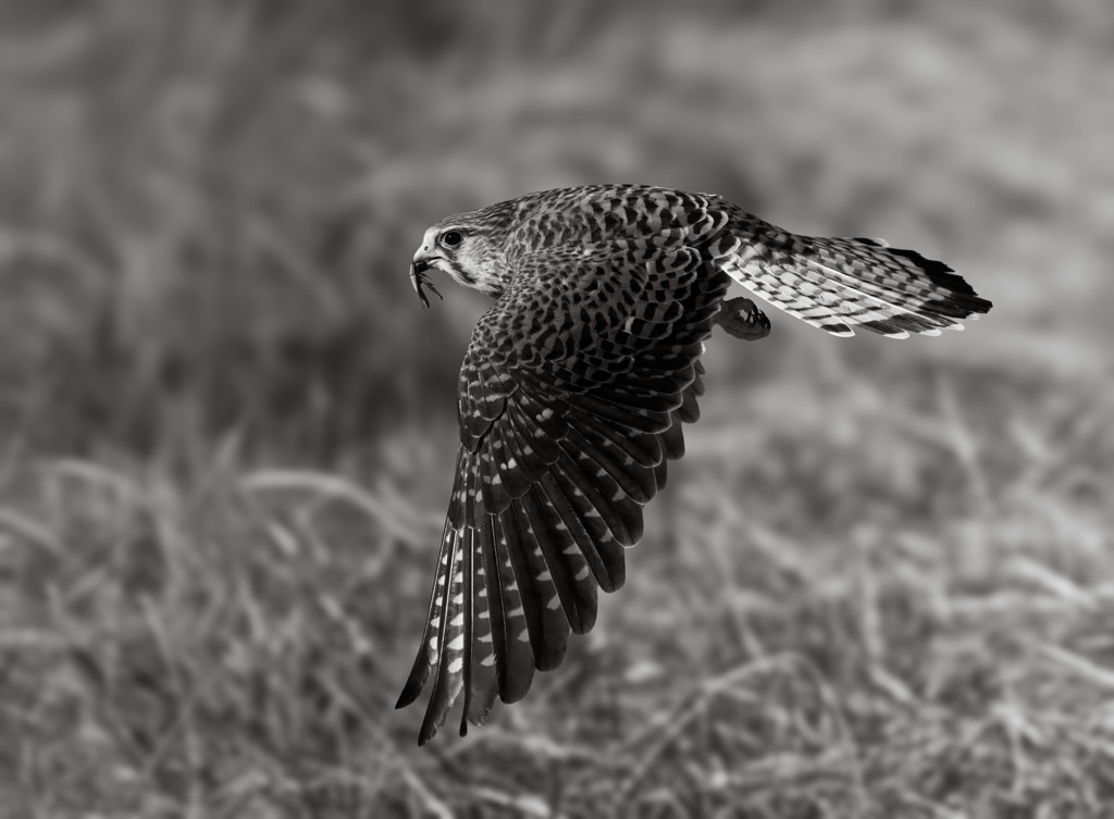 チョウゲンボウ