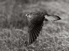 チョウゲンボウ