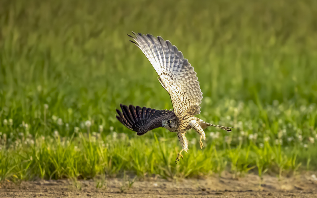 チョウゲンボウ