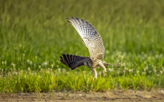 チョウゲンボウ