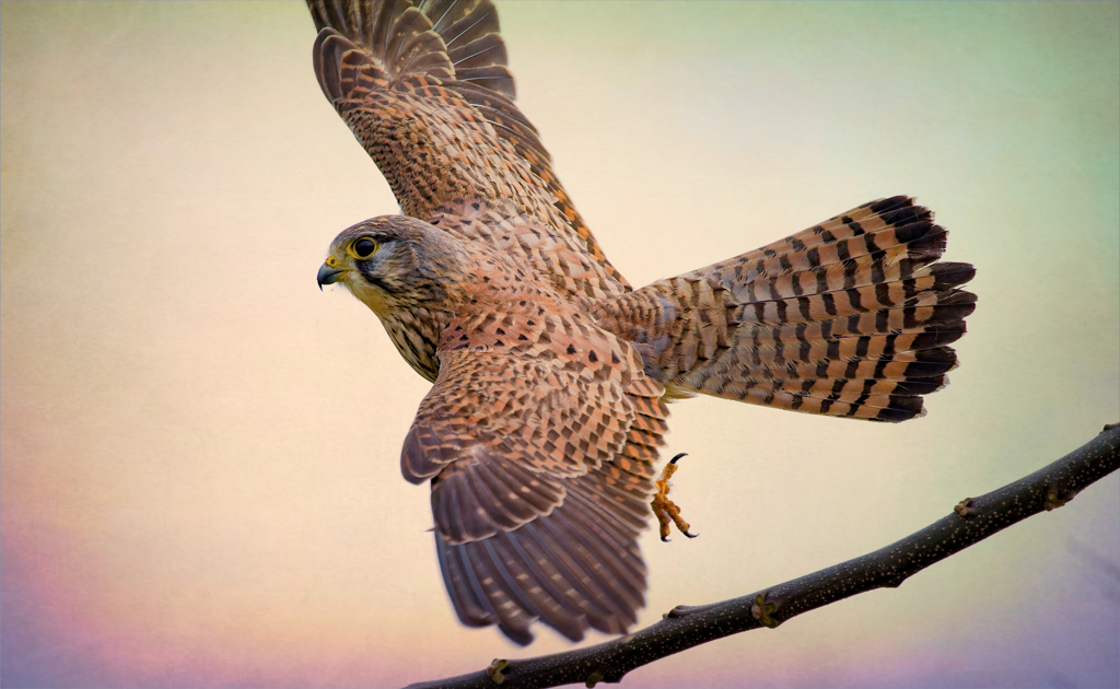 チョウゲンボウ