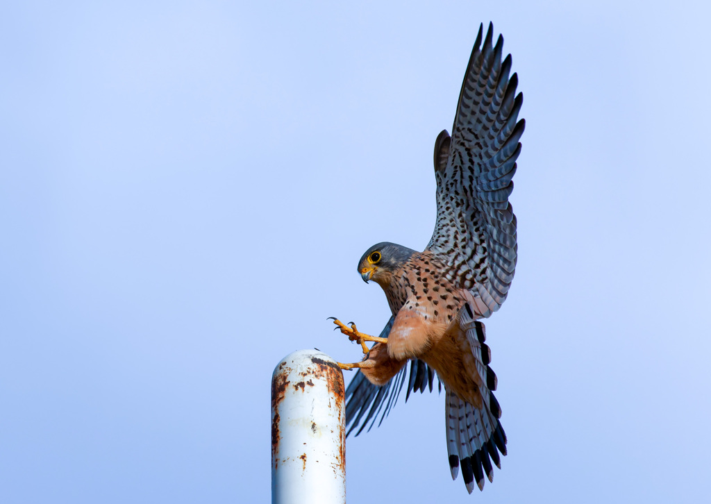 チョウゲンボウ