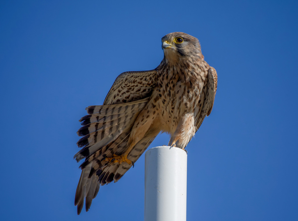 チョウゲンボウ