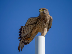 チョウゲンボウ