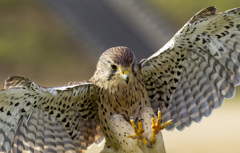 チョウゲンボウ