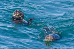 ラッコ 霧多布岬