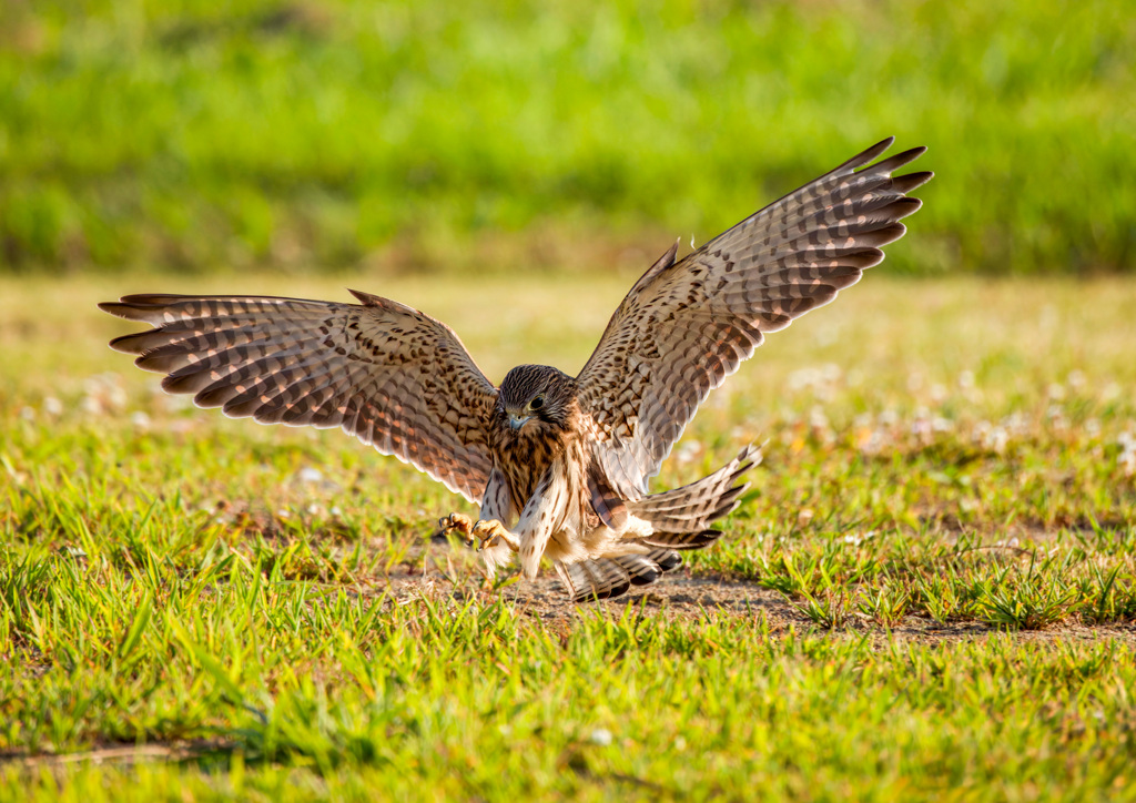 チョウゲンボウ
