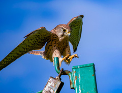 チョウゲンボウ