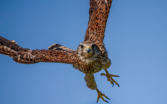 チョウゲンボウ