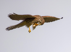 チョウゲンボウ