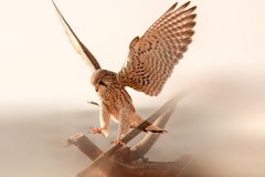 チョウゲンボウ