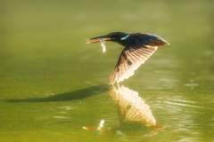 カワセミ