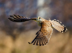 チョウゲンボウ