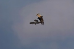 ハヤブサとトビ