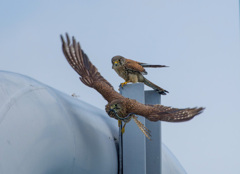 チョウゲンボウ