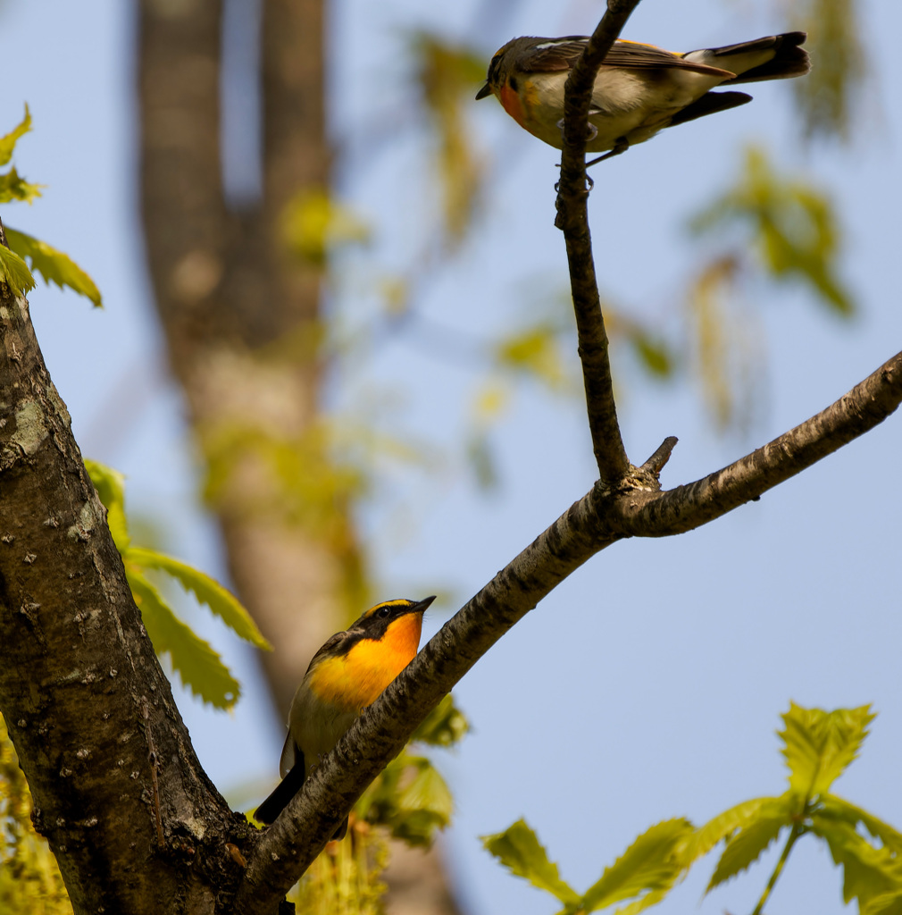 キビタキと・・・
