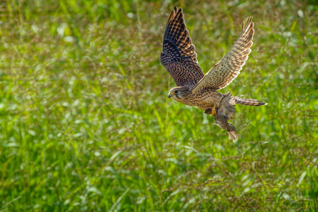 チョウゲンボウ