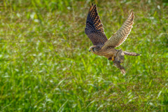 チョウゲンボウ