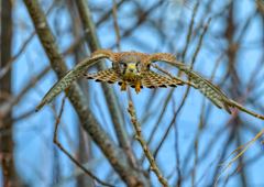 チョウゲンボウ
