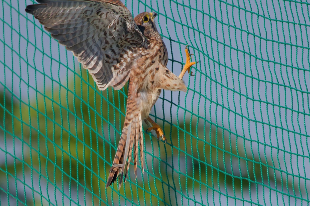 チョウゲンボウ