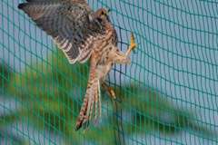 チョウゲンボウ