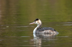 カンムリカイツブリ