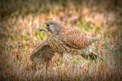 チョウゲンボウ