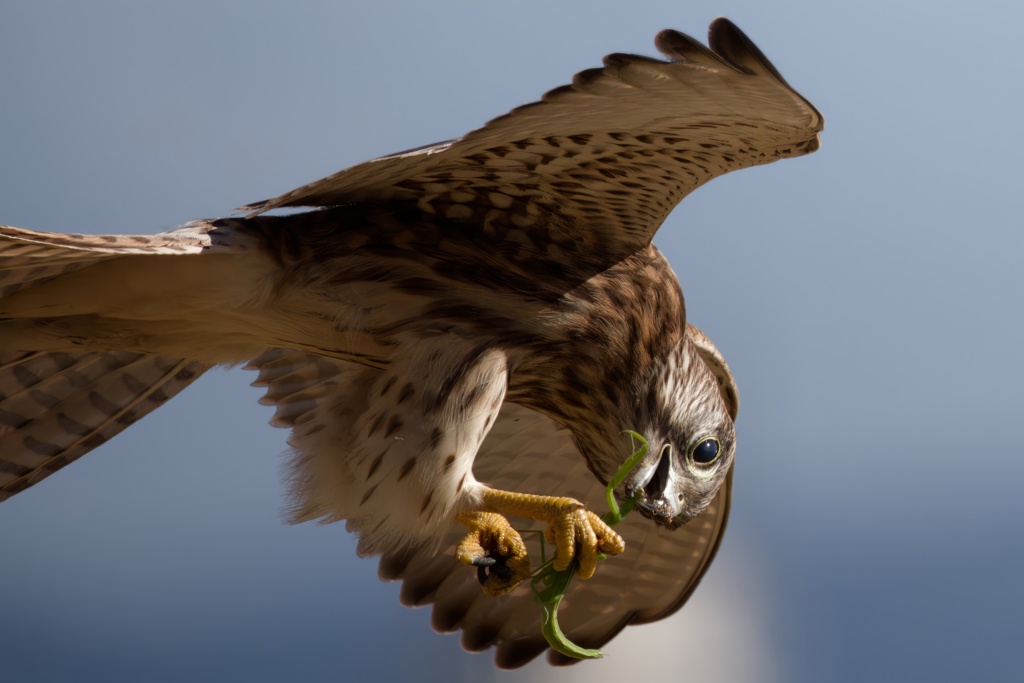 チョウゲンボウ