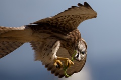 チョウゲンボウ