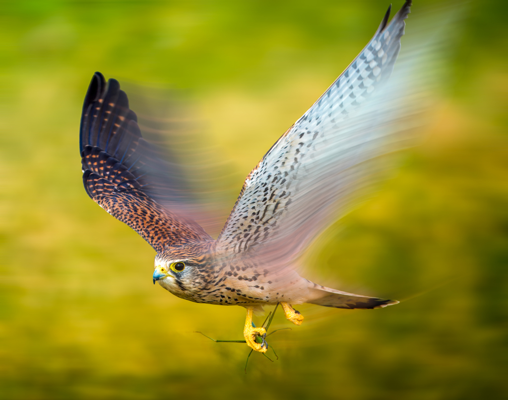 チョウゲンボウ