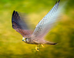 チョウゲンボウ チョウゲンボウ