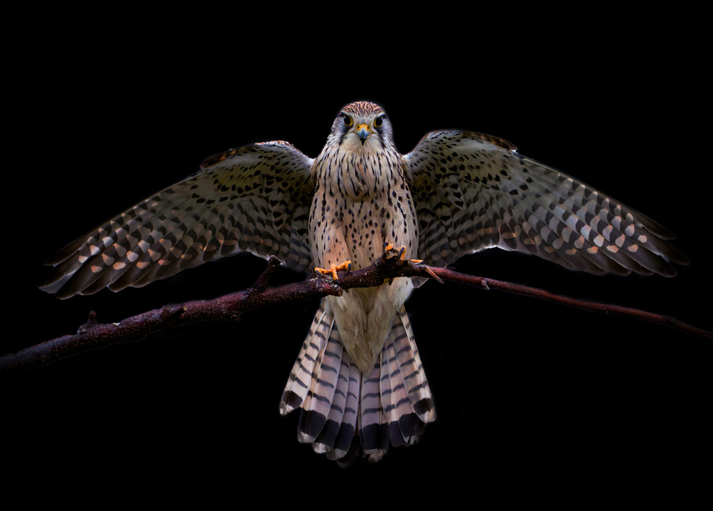 チョウゲンボウ