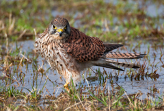 チョウゲンボウ