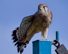 チョウゲンボウ