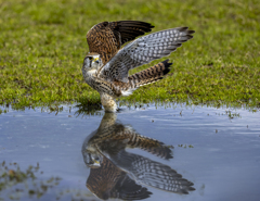 チョウゲンボウ