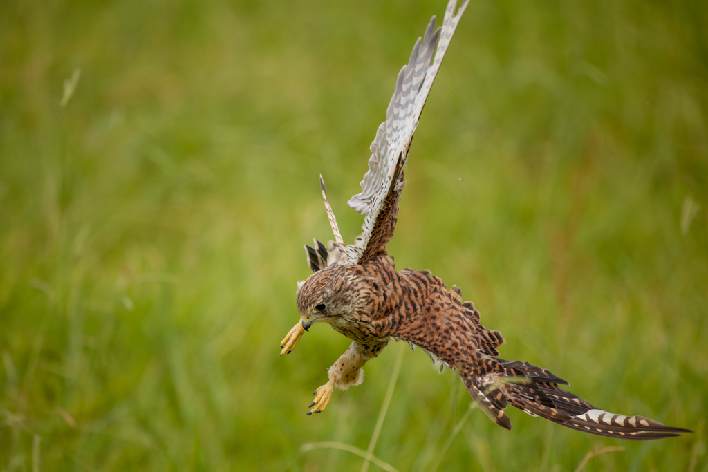 チョウゲンボウ