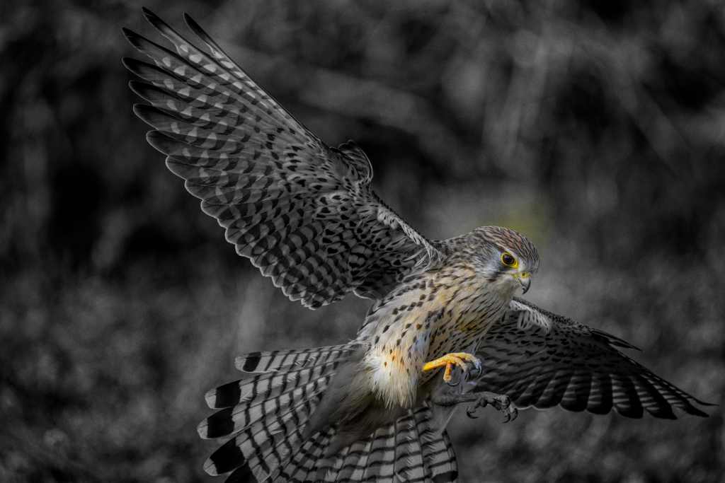 チョウゲンボウ