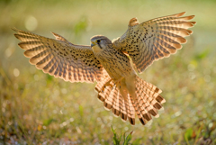 チョウゲンボウ