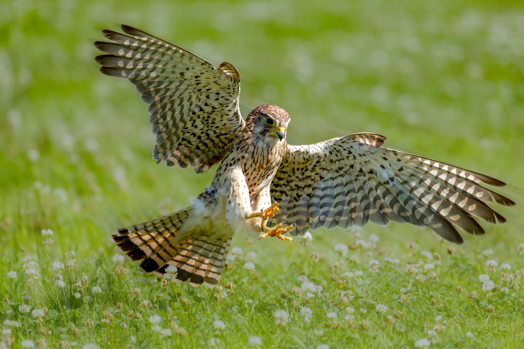 チョウゲンボウ
