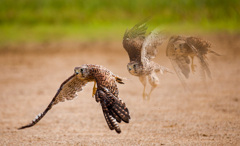 チョウゲンボウ