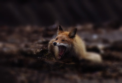 キタキツネ