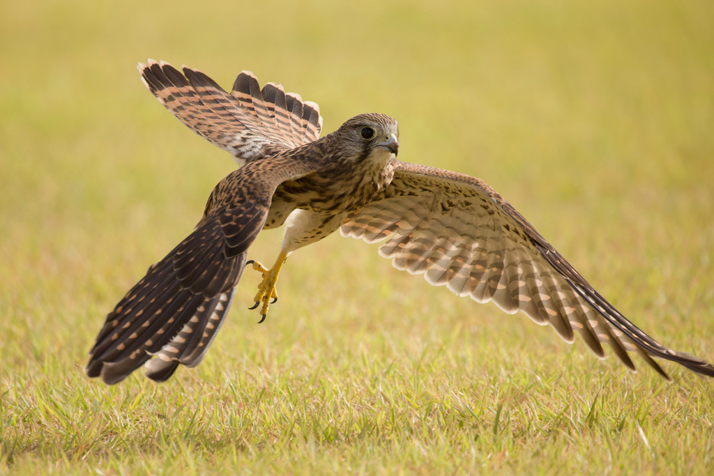 チョウゲンボウ