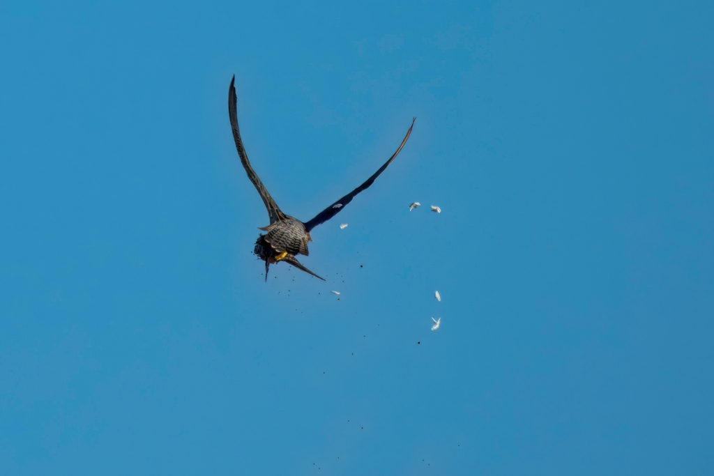 鳩を捕捉