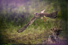 チョウゲンボウ