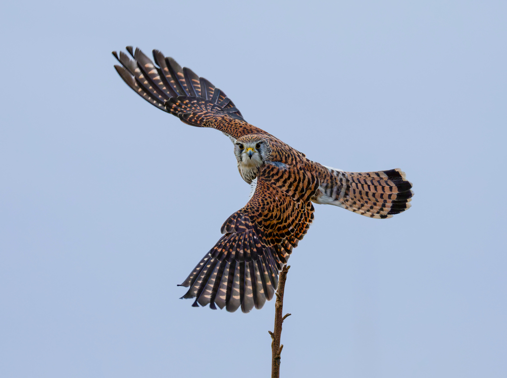 チョウゲンボウ