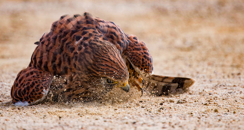 チョウゲンボウ
