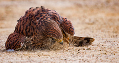 チョウゲンボウ